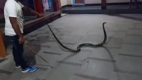 Cobra de 10 pies de largo Cobra de 10 pies de largo