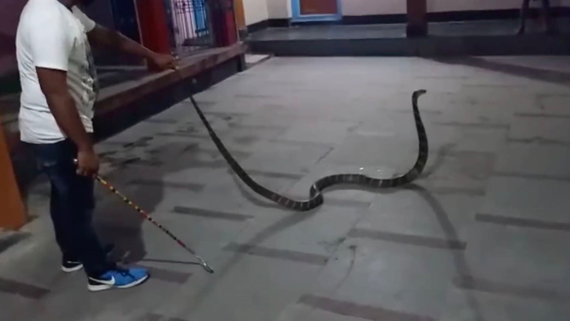 Cobra de 10 pies de largo