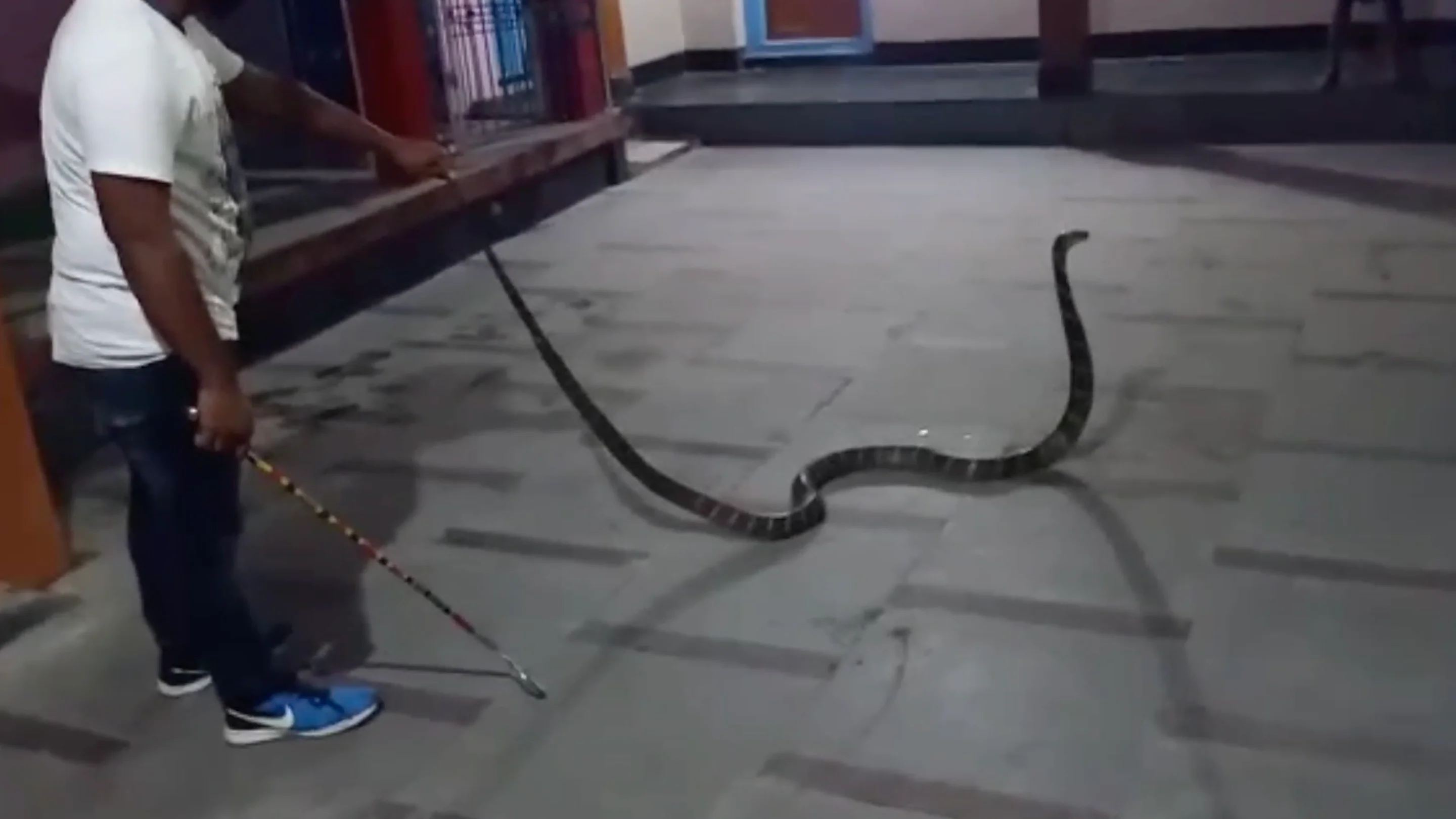Cobra de 10 pies de largo