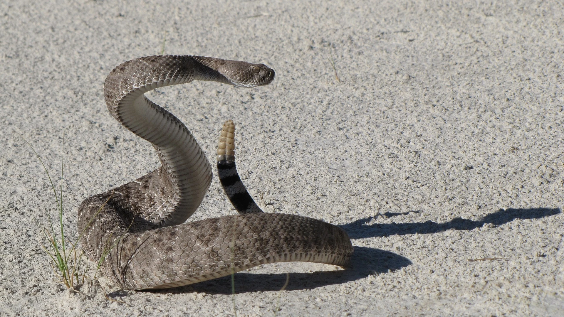 Serpiente