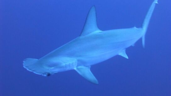 Tiburón