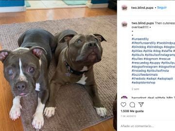 Instagram de @two.blind.pups