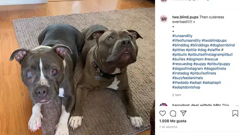 Instagram de @two.blind.pups Instagram de @two.blind.pups