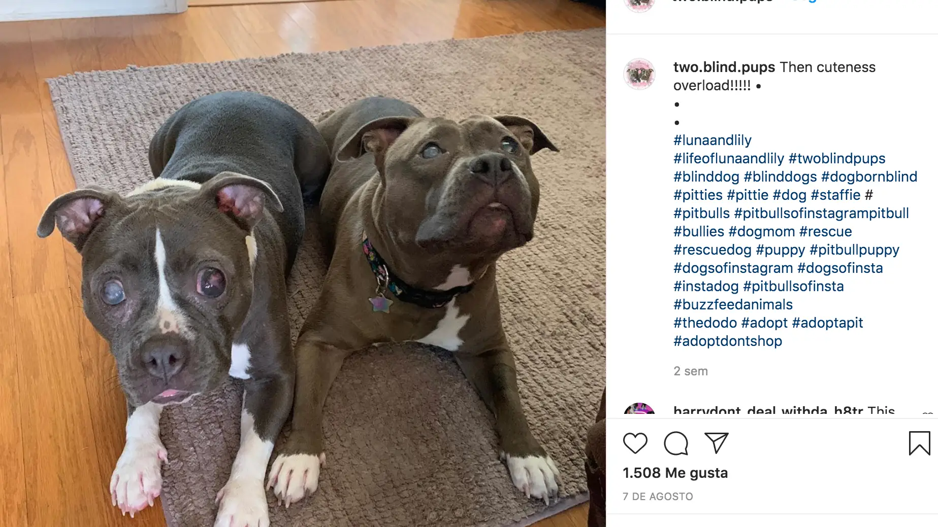 Instagram de @two.blind.pups
