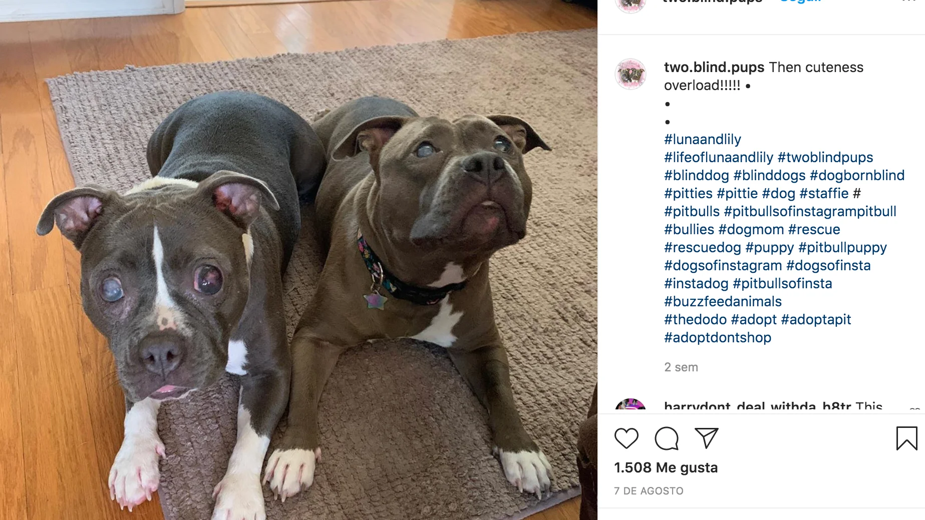 Instagram de @two.blind.pups Instagram de @two.blind.pups