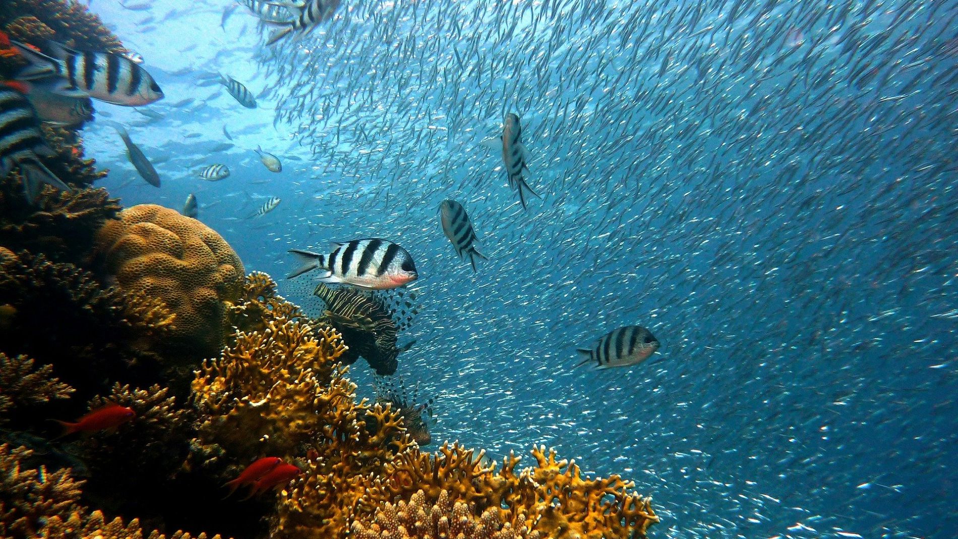 Peces