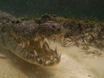 Un cámara se enfrenta cara a cara con cocodrilos en México