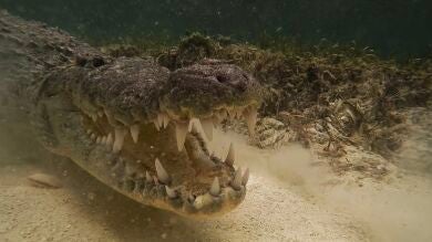 Un cámara se enfrenta cara a cara con cocodrilos en México 