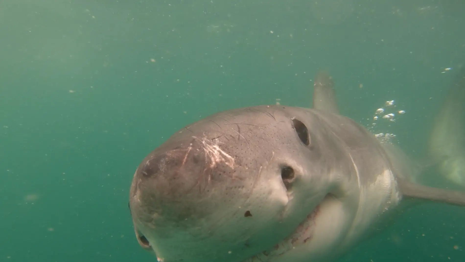 Tiburón blanco se encuentra cara a cara con una GoPro