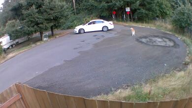 VÍDEO: Las cámaras de seguridad grabaron como la dueña de este perro lo abandona en el bosque