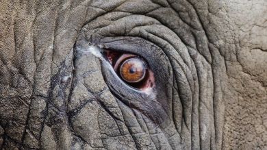 Un elefante furioso embiste contra un autobús en la India