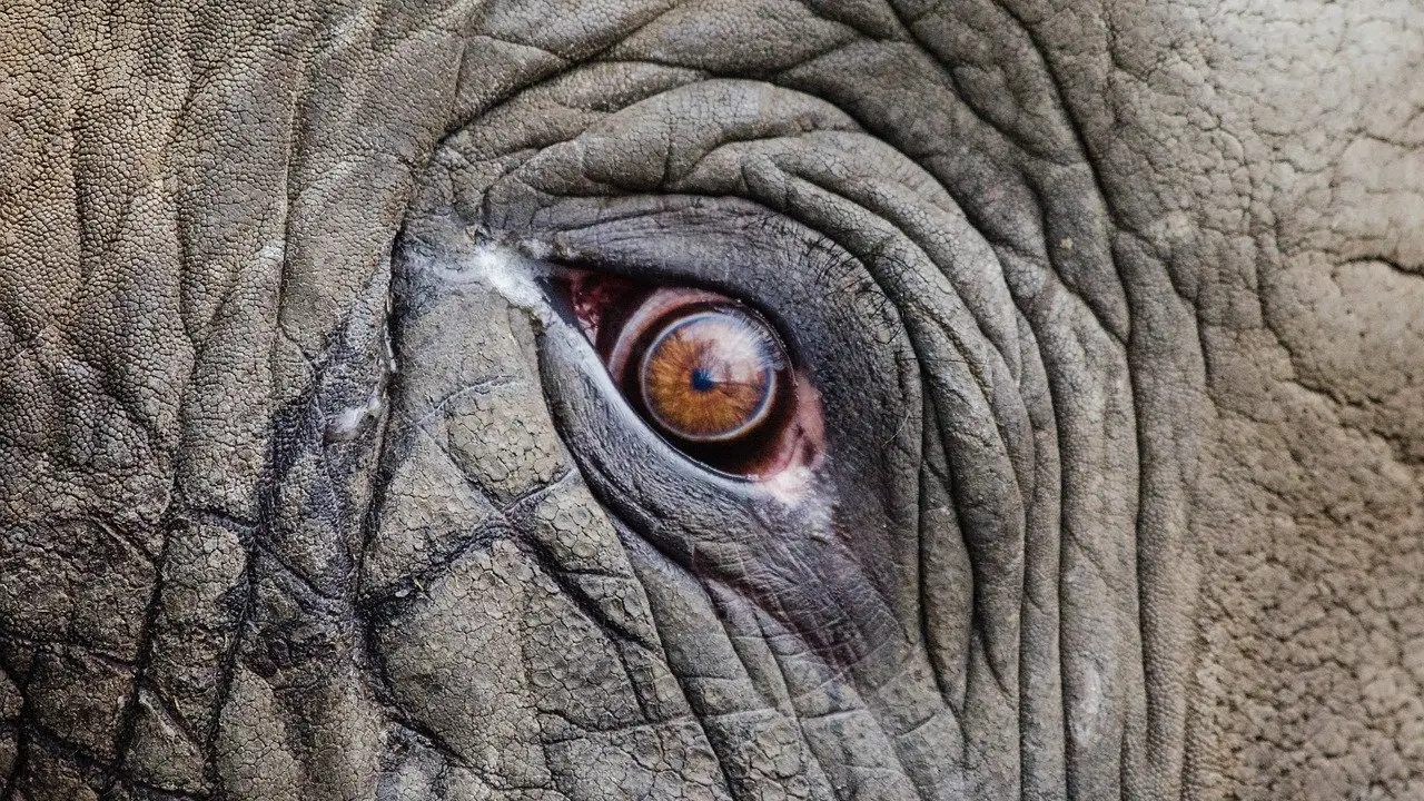 Ojo de elefante