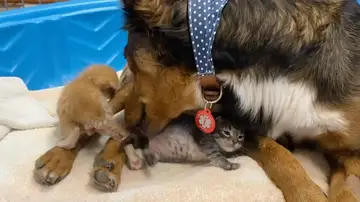 Adorable perrita adopta a tres pequeños gatitos