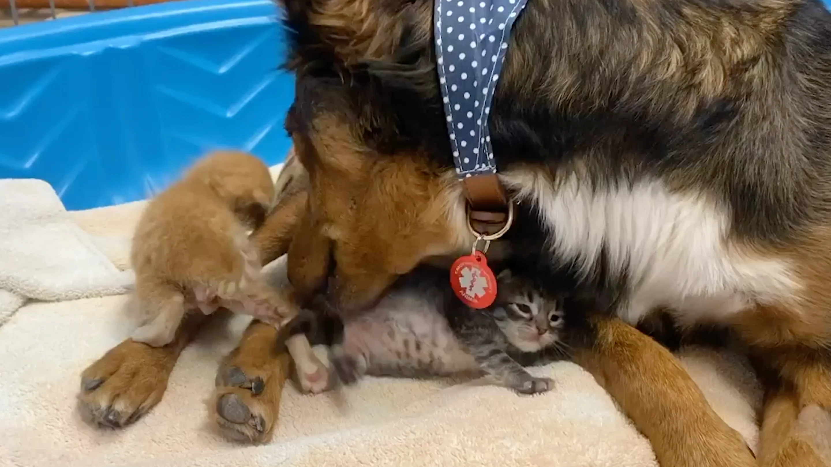 Adorable perrita adopta a tres pequeños gatitos Adorable perrita adopta a tres pequeños gatitos