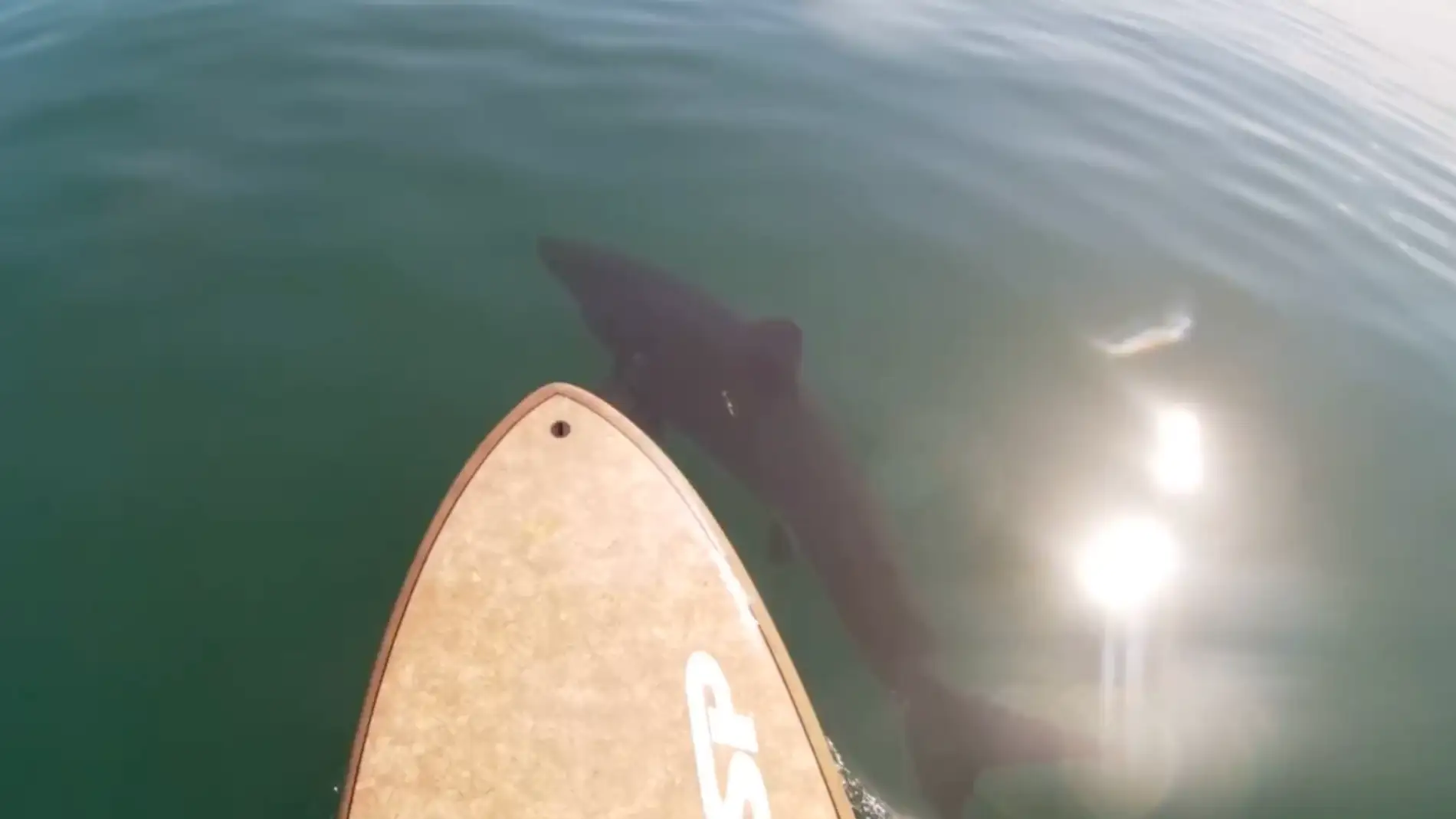 los kayakistas son rodeados por un gran tiburón blanco 