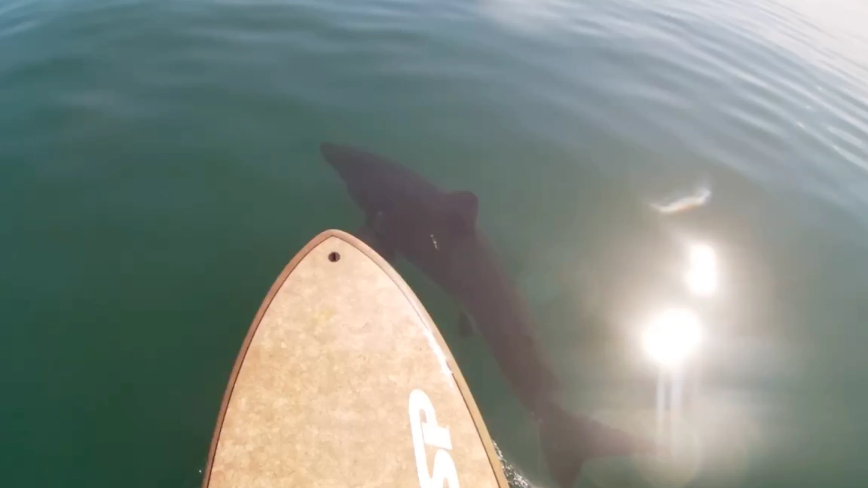 los kayakistas son rodeados por un gran tiburón blanco 