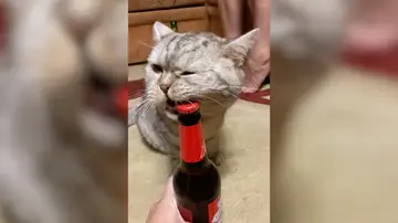 Este talentoso gato abre la cerveza con la boca