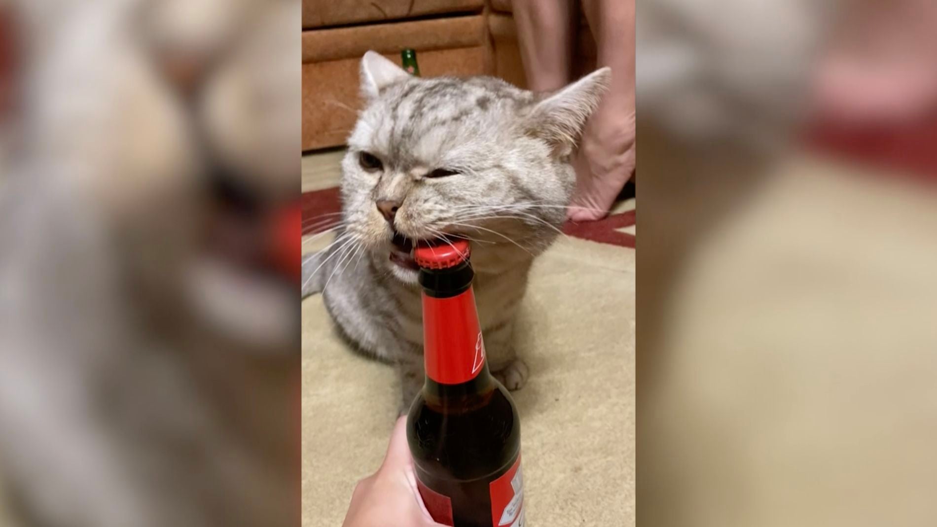 Este talentoso gato abre la cerveza con la boca