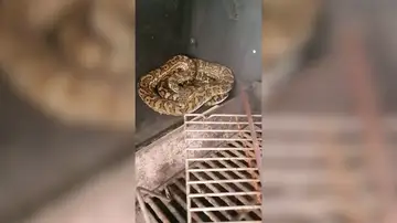 VÍDEO: Así captura un cazador de serpientes a un pitón que estaba escondida dentro de una barbacoa