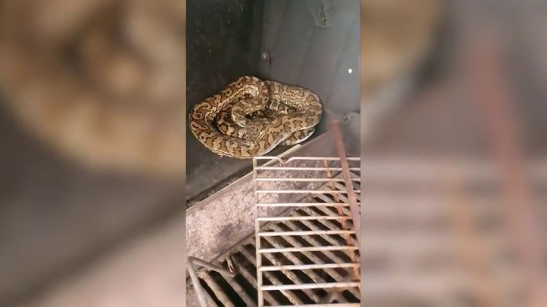 V&Iacute;DEO: As&iacute; captura un cazador de serpientes a un pit&oacute;n que estaba escondida dentro de una barbacoa