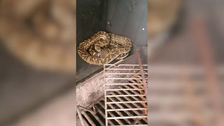 VÍDEO: Así captura un cazador de serpientes a un pitón que estaba escondida dentro de una barbacoa