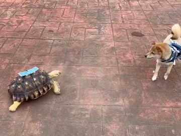 Divertido vídeo en el que un perro está aterrorizado por una amigable tortuga 