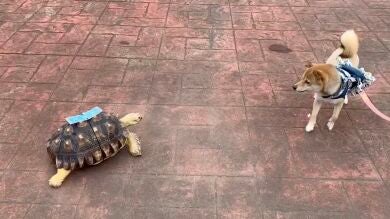 VÍDEO: El divertido vídeo en el que un perro está aterrorizado por una amigable tortuga 