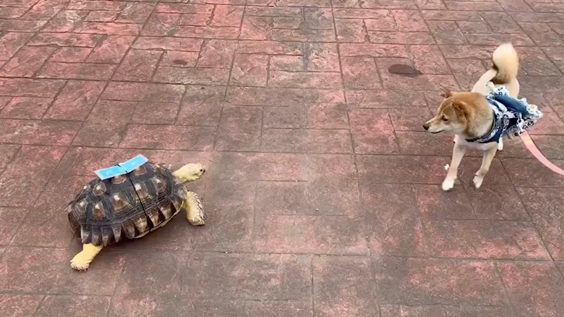 Divertido v&iacute;deo en el que un perro est&aacute; aterrorizado por una amigable tortuga 