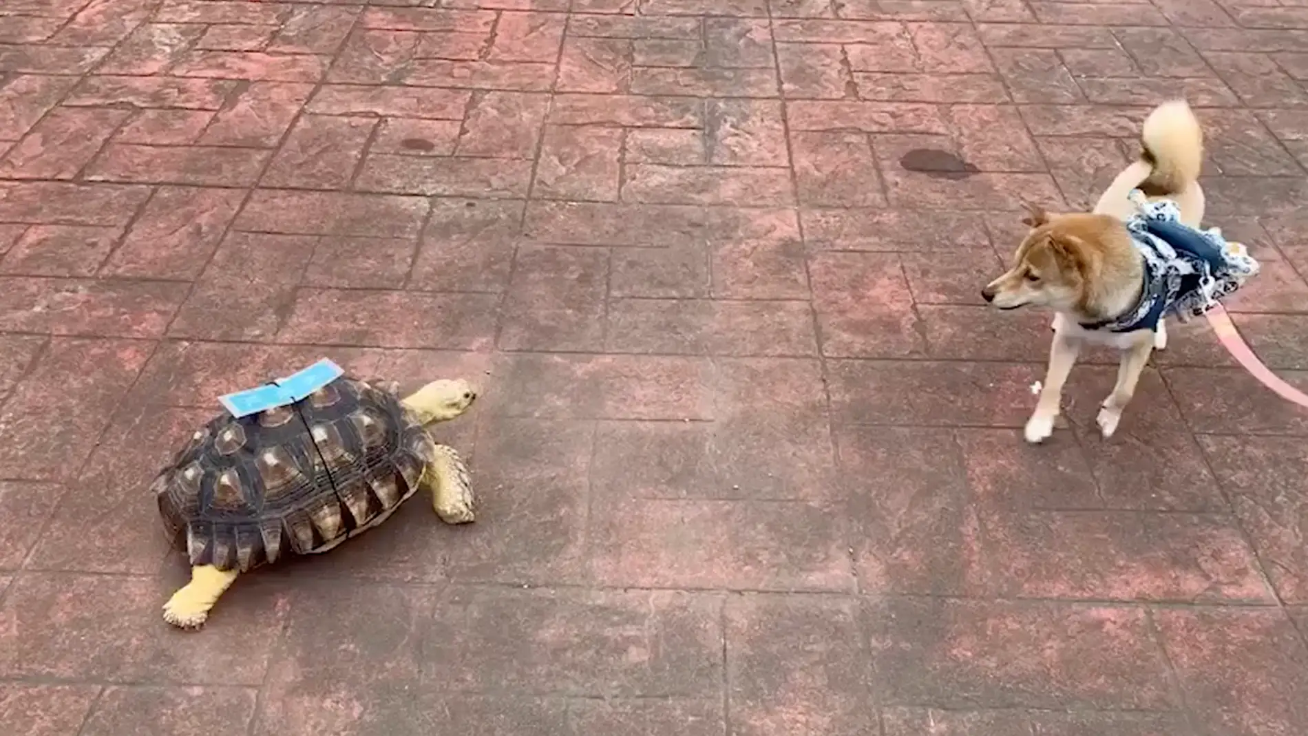Divertido vídeo en el que un perro está aterrorizado por una amigable tortuga 