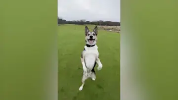 Este perro tiene el talento de caminar hacia atrás como un humano 