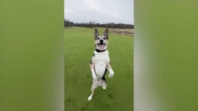  VÍDEO: Este perro tiene el talento de caminar hacia atrás como un humano 