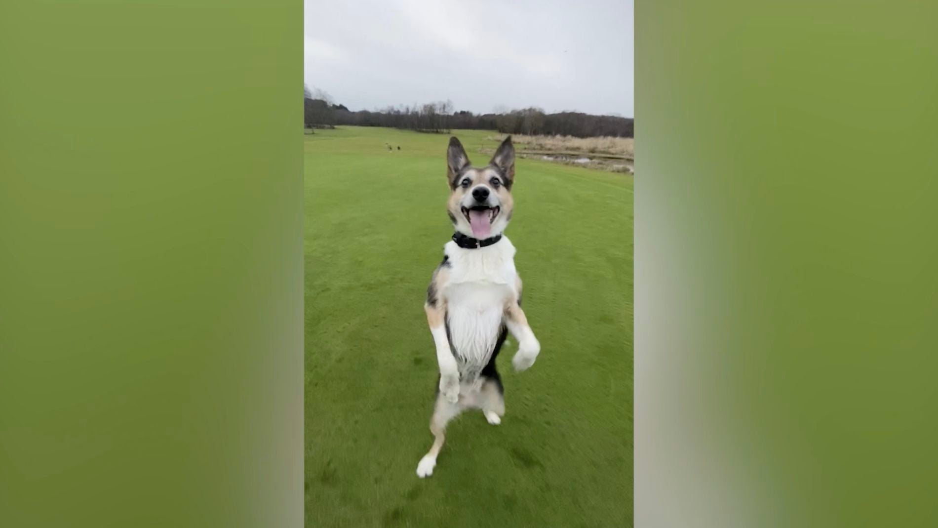 Este perro tiene el talento de caminar hacia atr&aacute;s como un humano 