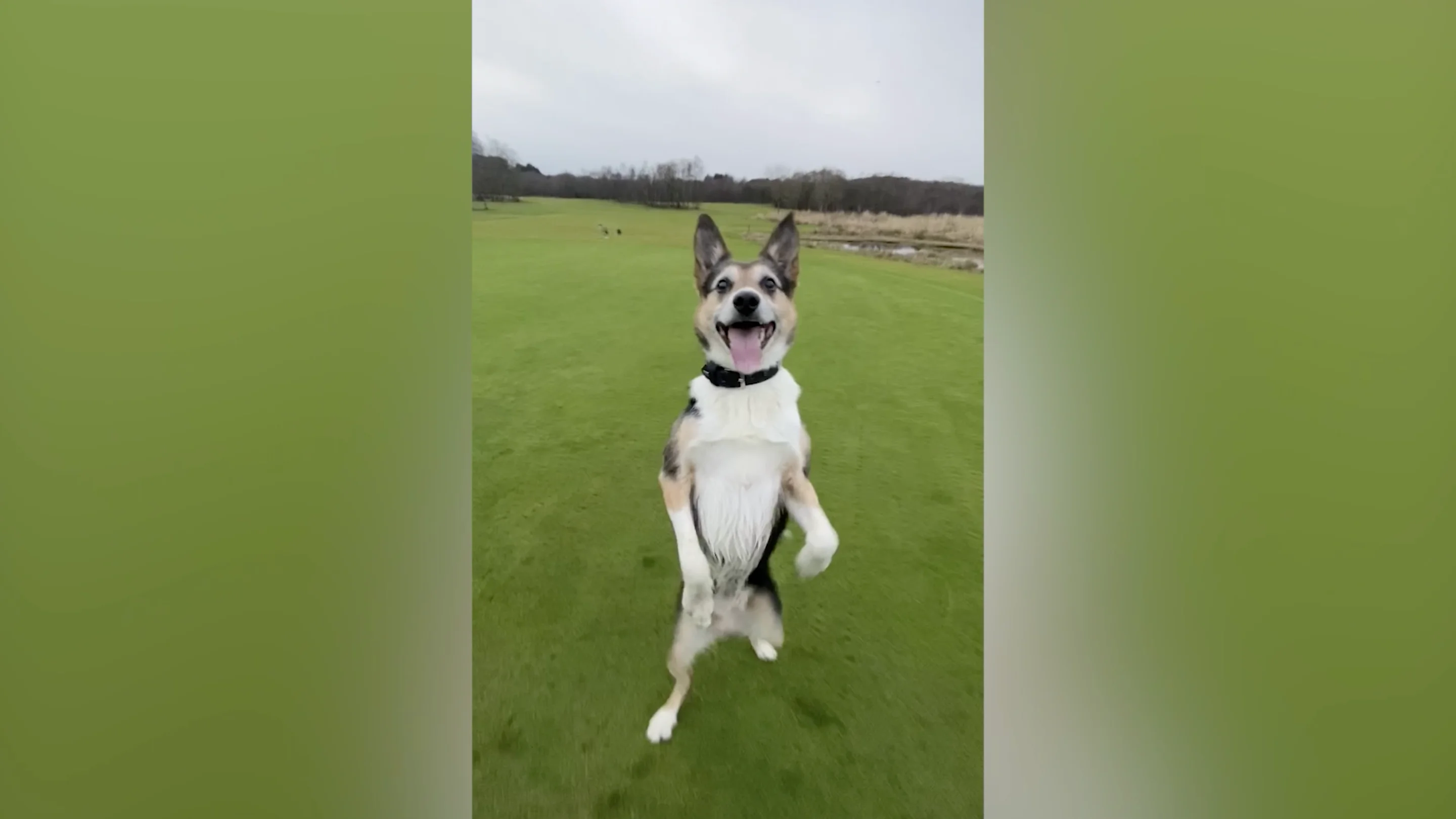 Este perro tiene el talento de caminar hacia atrás como un humano 