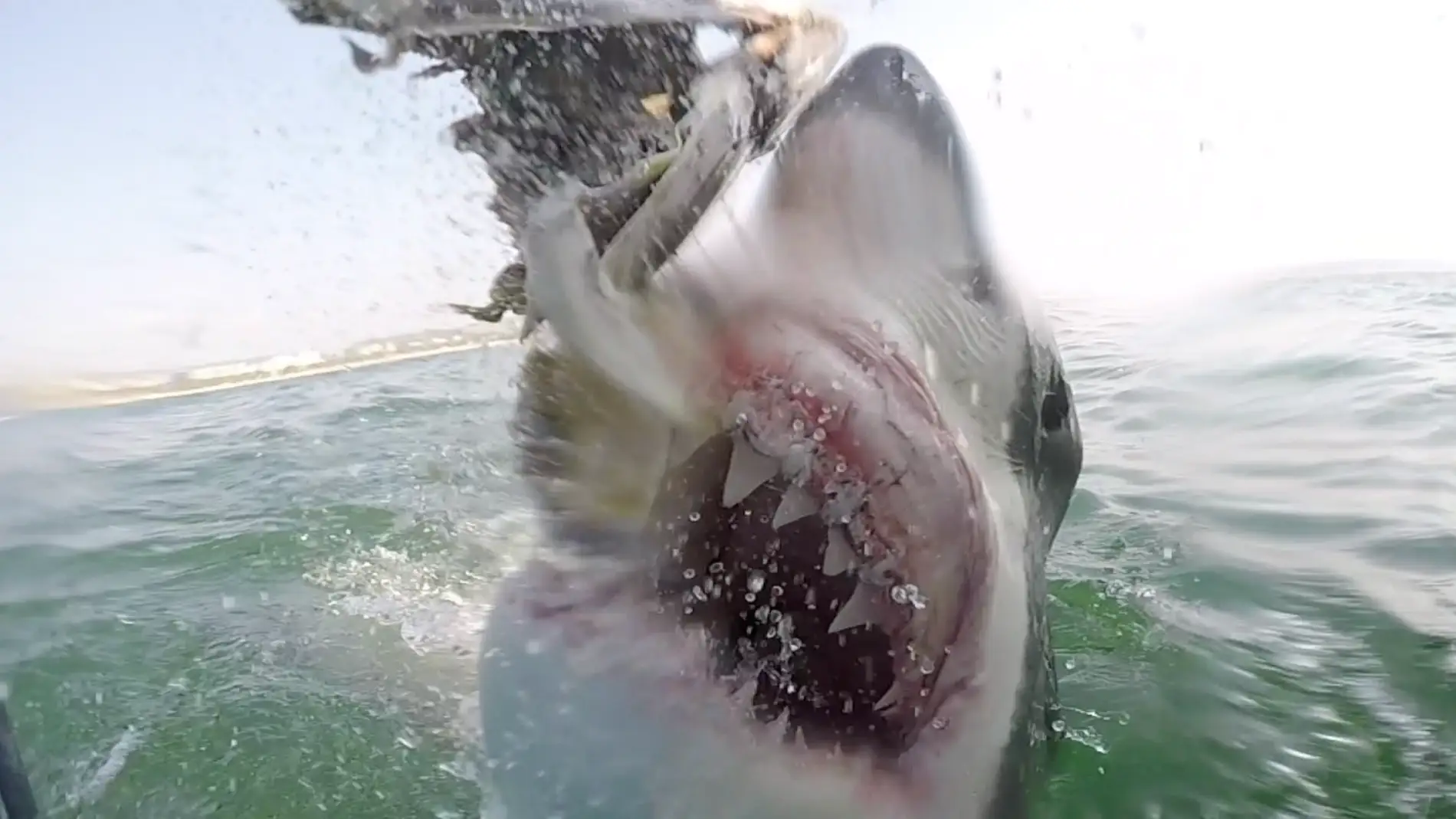 El aterrador vídeo del primer plano de la alimentación de un tiburón 