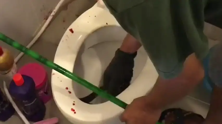   VÍDEO: Una pitón muerde el pene de un estudiante mientras estaba sentado en el inodoro 