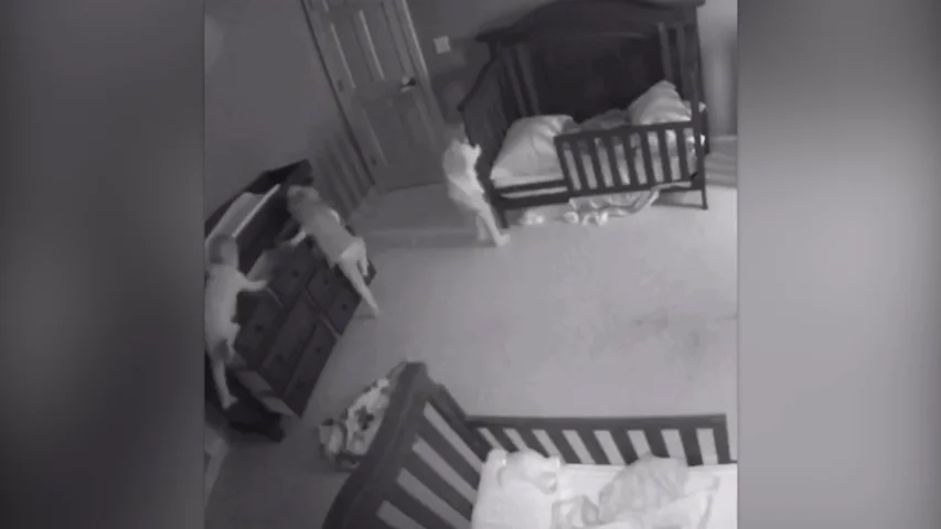 Una cámara de seguridad graba el momento en que tres bebes están apunto de morir aplastados por una comoda Una cámara de seguridad graba el momento en que tres bebes están apunto de morir aplastados por una comoda