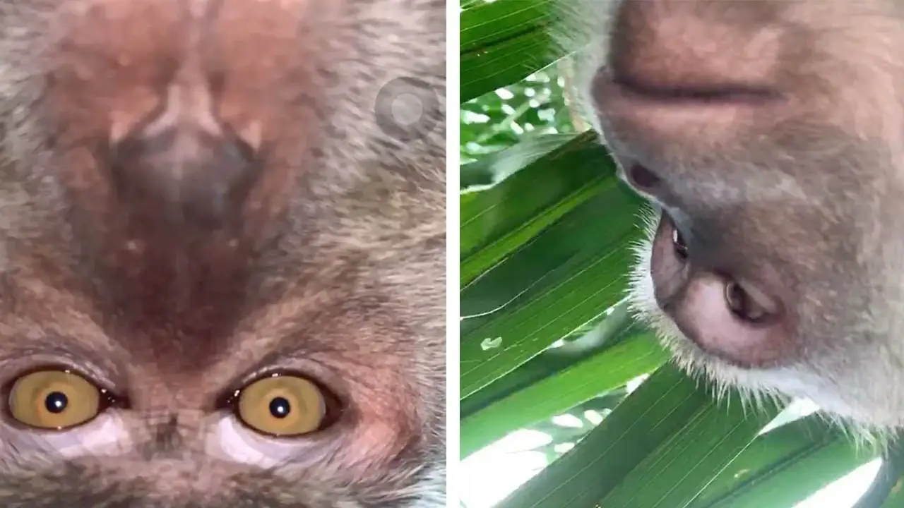 Mono haciéndose selfies