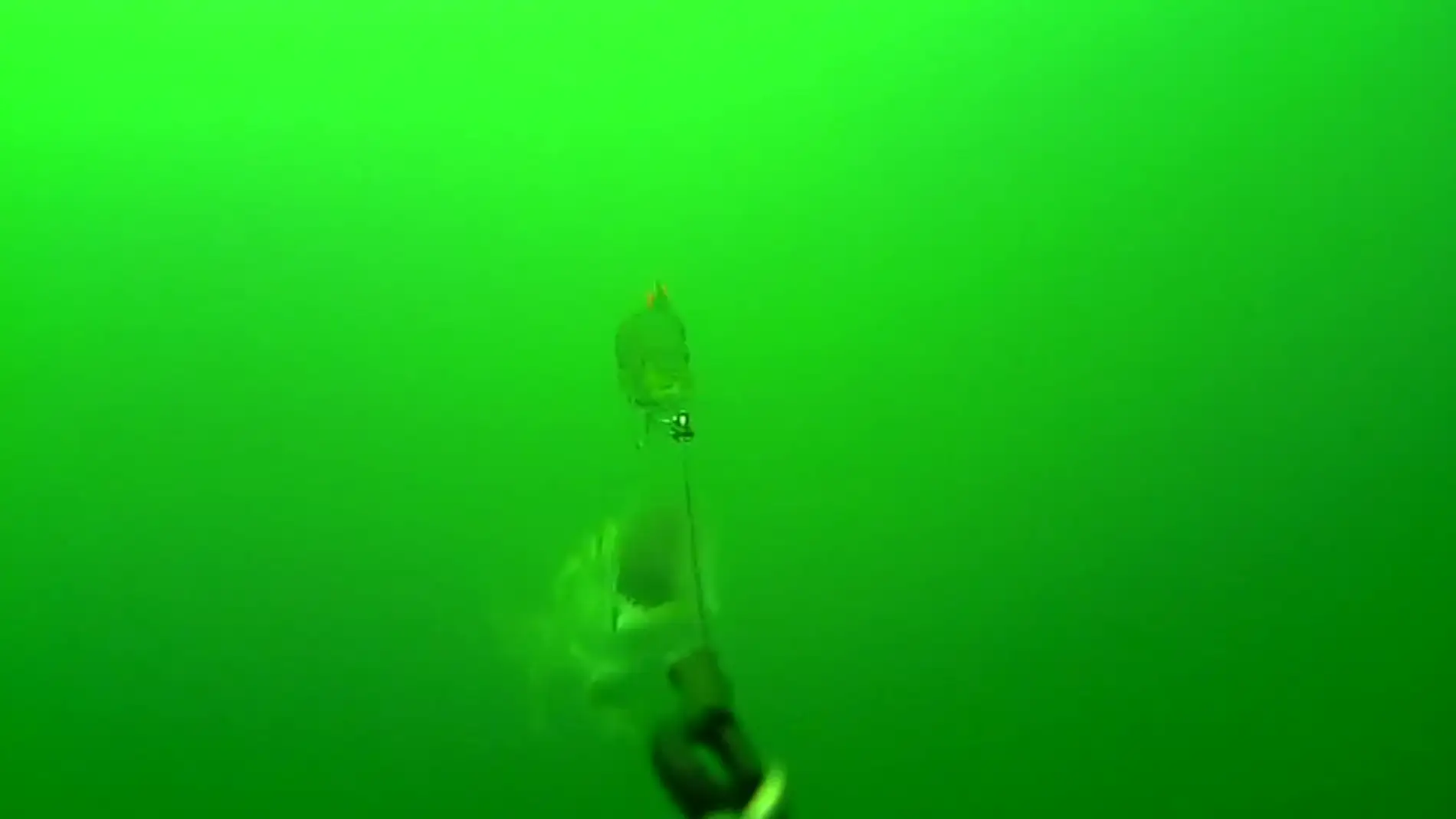 Un pez gigantesco emerge de las profundidades para devorar el cebo de un barco pesquero