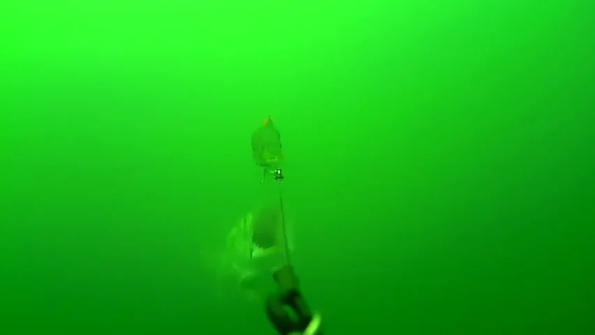Un pez gigantesco emerge de las profundidades para devorar el cebo de un barco pesquero Un pez gigantesco emerge de las profundidades para devorar el cebo de un barco pesquero