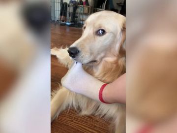 VÍDEO: Un perro intenta robar el calcetín a su dueño de forma disimulada