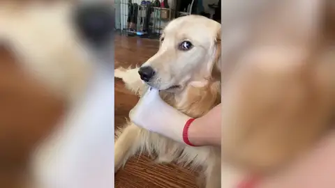 VÍDEO: Un perro intenta robar el calcetín a su dueño de forma disimulada VÍDEO: Un perro intenta robar el calcetín a su dueño de forma disimulada