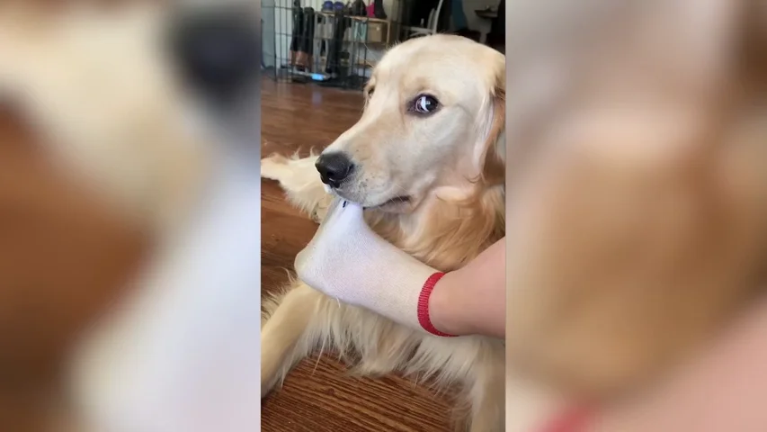 VÍDEO: Un perro intenta robar el calcetín a su dueño de forma disimulada