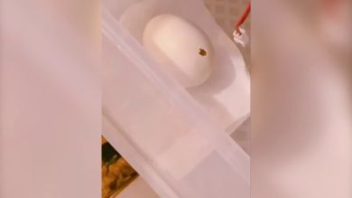 Una mujer compra huevos en un supermercado y graba como le acaba naciendo un pollito