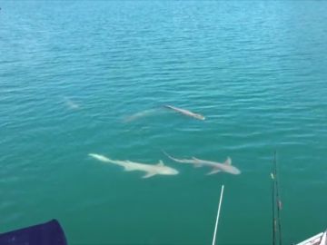VÍDEO: Un barco es rodeado por un grupo de tiburones y cocodrilos