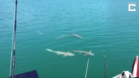 VÍDEO: Un barco es rodeado por un grupo de tiburones y cocodrilos VÍDEO: Un barco es rodeado por un grupo de tiburones y cocodrilos