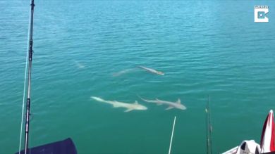 VÍDEO: Un barco es rodeado por un grupo de tiburones y cocodrilos