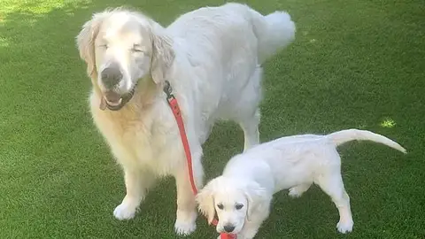 Tao y Oko paseando juntos Tao y Oko paseando juntos