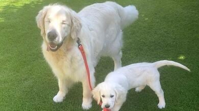 VÍDEO: Un perro ciego tiene su propio pero guía