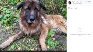 Un perro sobrevivió tras ser sacrificado, logró escapar de su tumba y fue corriendo a buscar a sus dueños