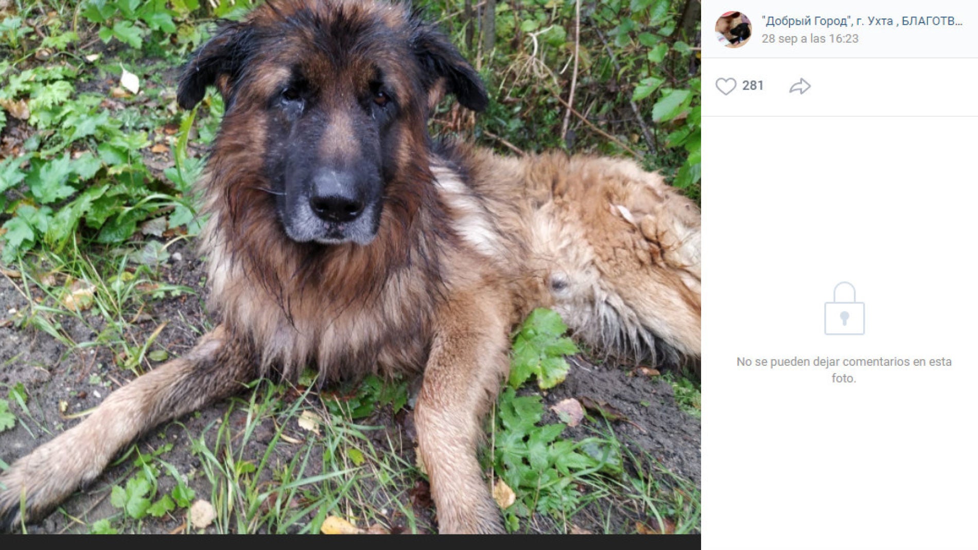 Fundaci&oacute;n de caridad rusa Dobry G&oacute;rod